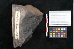 Foto (Objekt + Etikett) von Taeniopteris pseudovittata Ettingshausen (NHMW-GEO-2024-0188-10290)